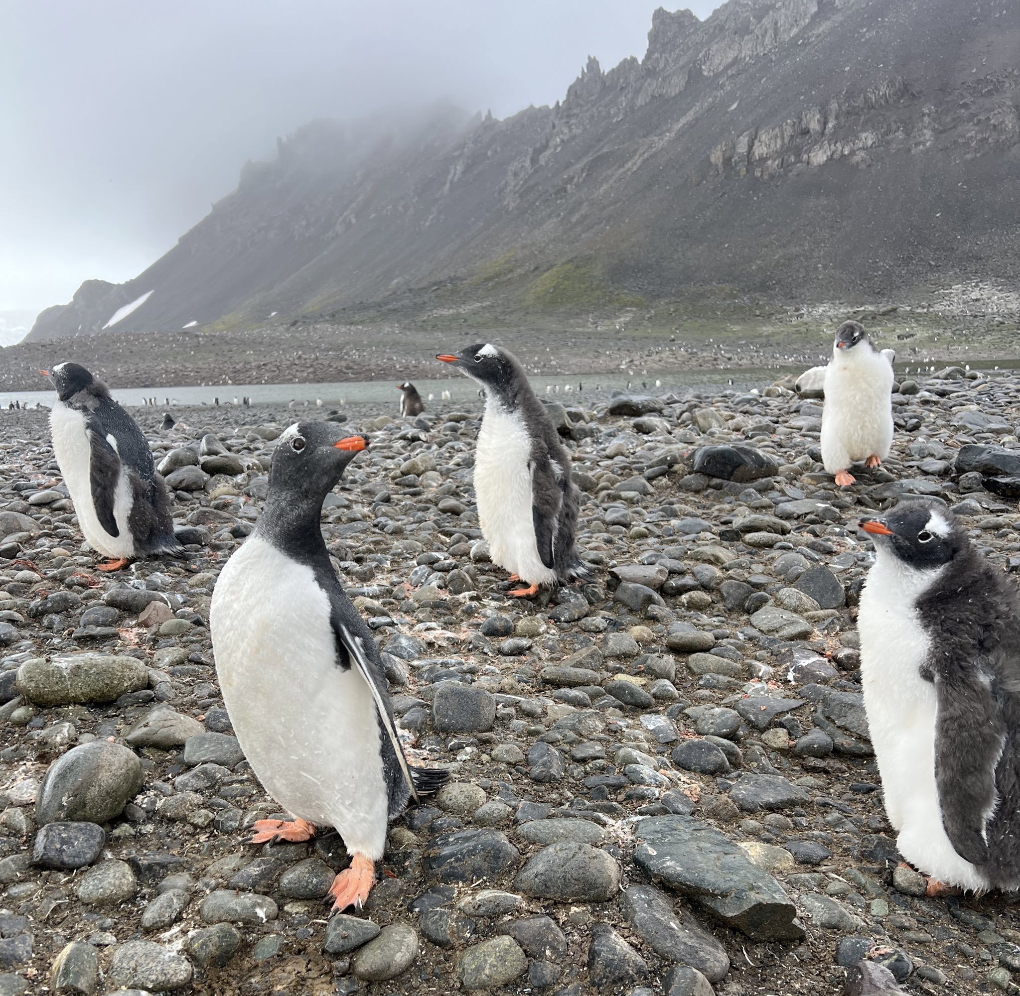 She said while spectacular Antarctica 'was dying'.