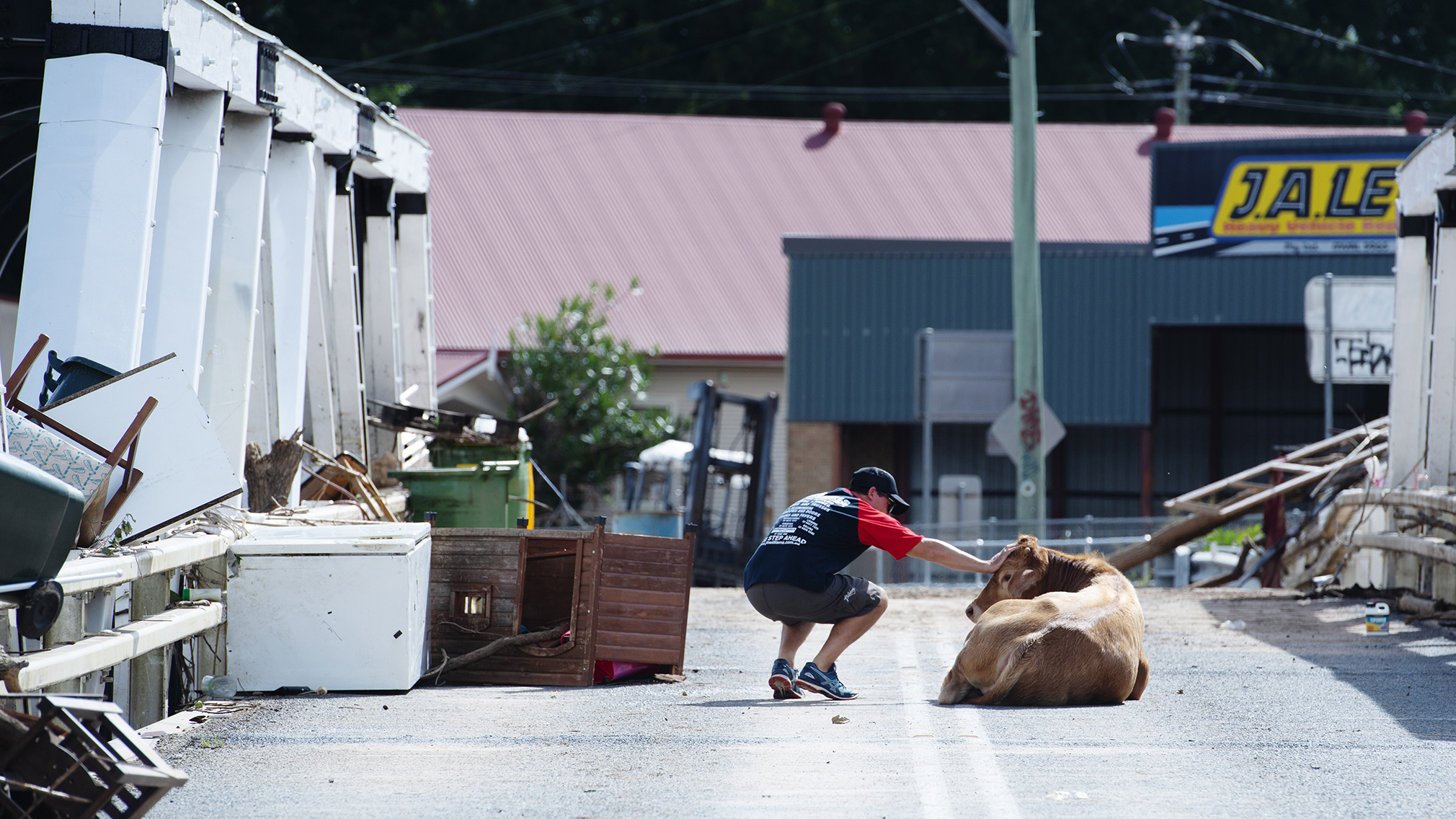 A cow found on a bridge in Lismore, NSW. 