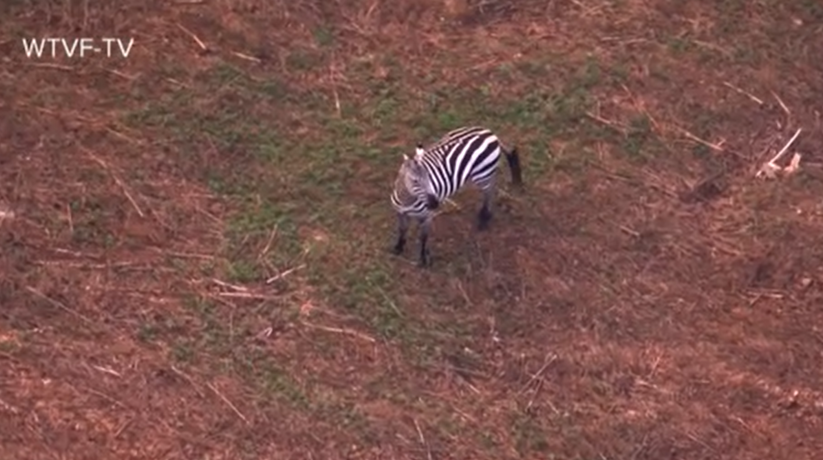 Helicopter footage of a zebra running loose in Tennessee.