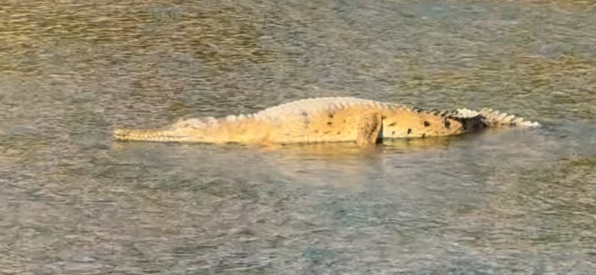 A popular American influencer is facing a fine after posting a video of himself grabbing a crocodile in ﻿Far North Queensland. 