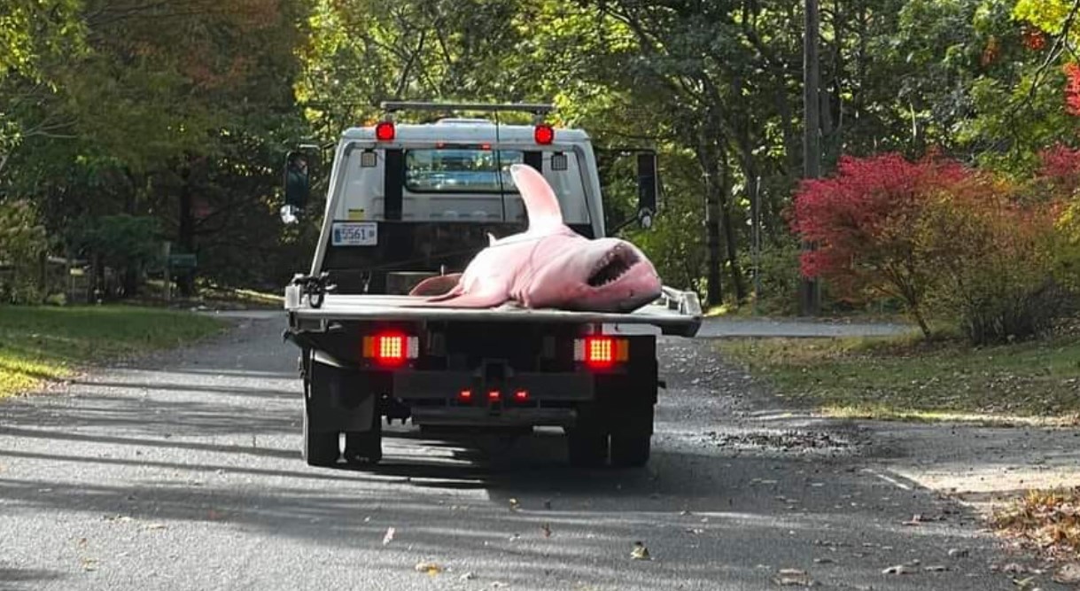 The great white shark on the back of a tow truck in Cape Cod.