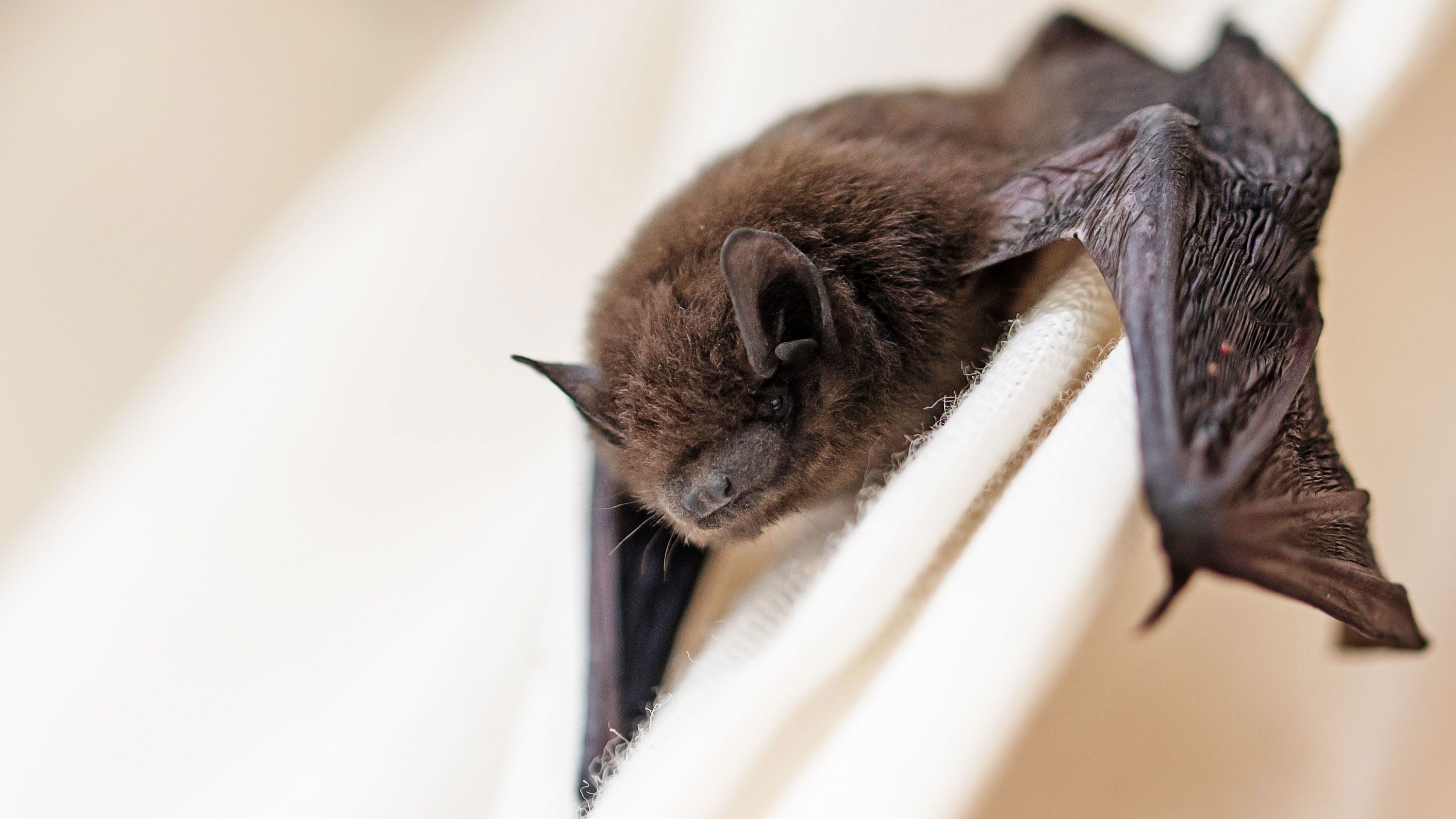 Generic image of a bat