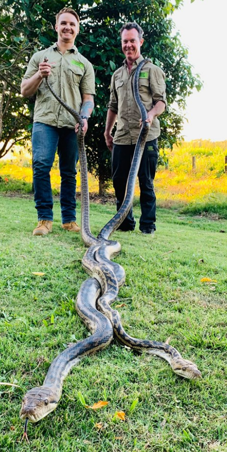 Terrifying moment two pythons crash through skylight and battle each other  in woman's shower