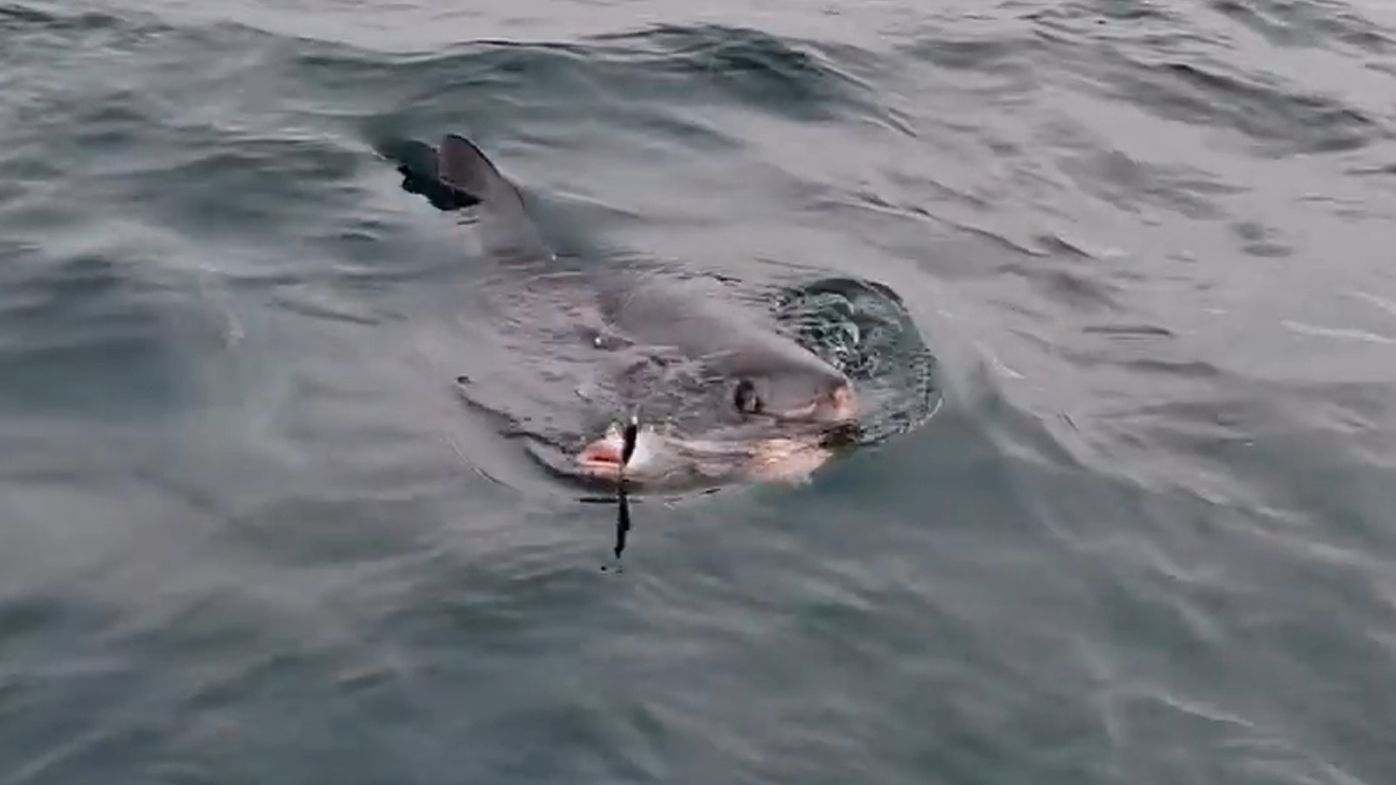 In an incredible moment the porbeagle shark locked eyes with those on the boat, before swallowing their catch.