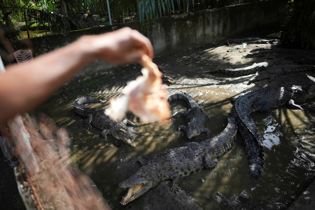 Rusli Paraili, a crocodile handler, feeds rescued crocodiles kept inside an enclosure in Budong-Budong