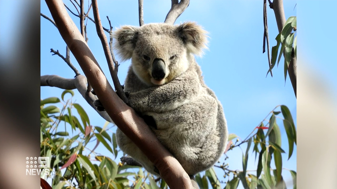 The citizen scientists have also captured rare bush moments in moving vision including a mother feeding her baby.