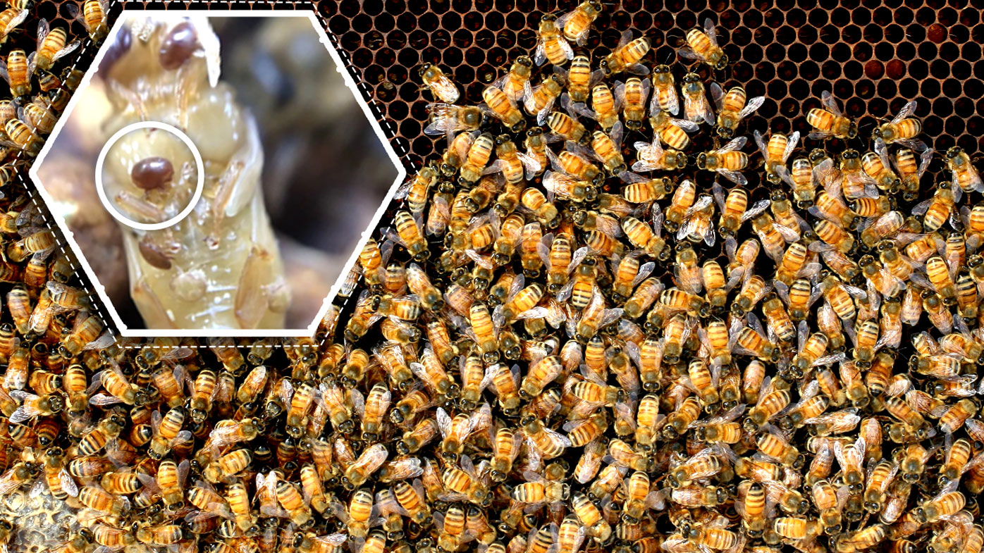 The NSW Government is urging beekeepers across the state to safeguard their industry after biosecurity surveillance detected Varroa mite in hives at the Port of Newcastle.