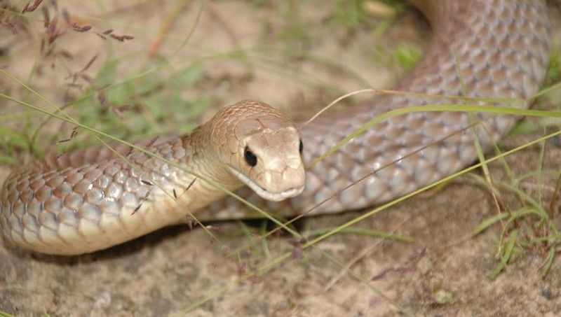 Queensland snake catcher warns of snakes in drains