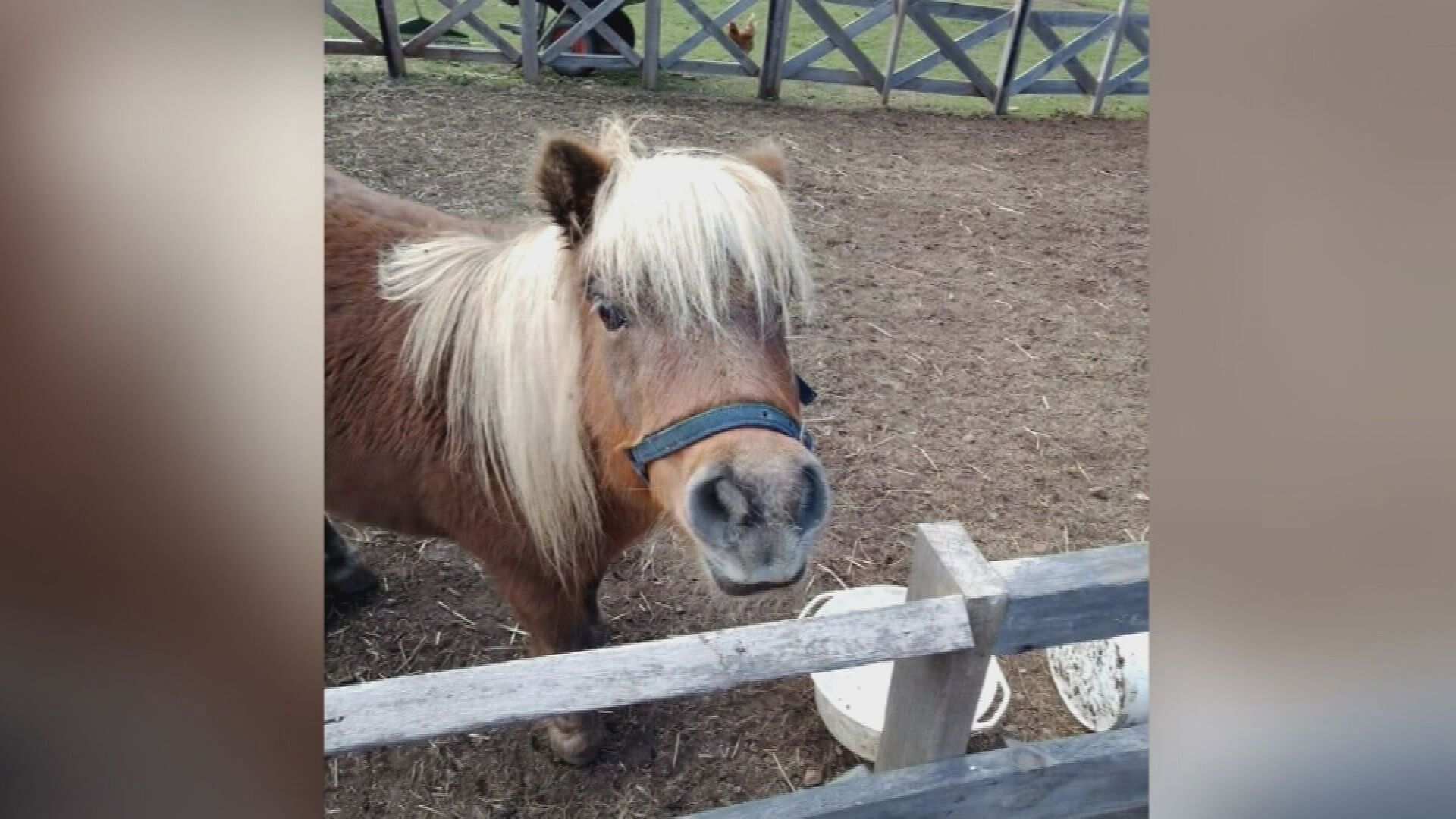 The 12-year-old miniature pony is believed to have been taken from the christian charity stables at Huntfield Heights sometime between Friday night and Saturday morning.