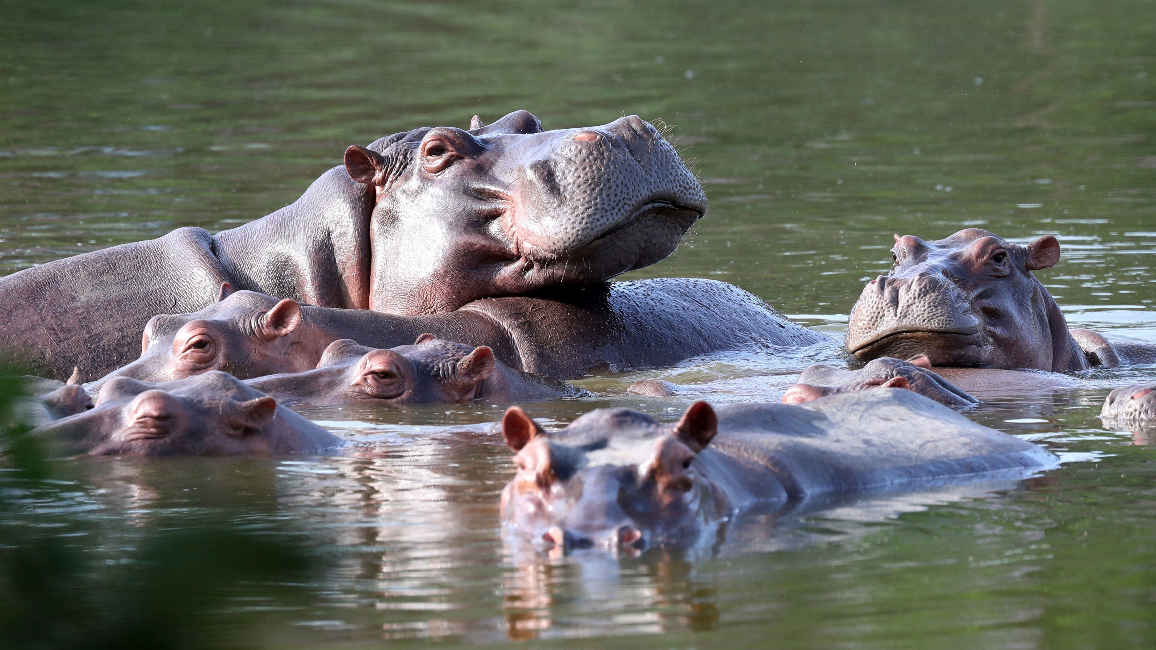 Hacienda Napoles was once a private zoo with illegally imported animals that belonged to drug trafficker Pablo Escobar. 