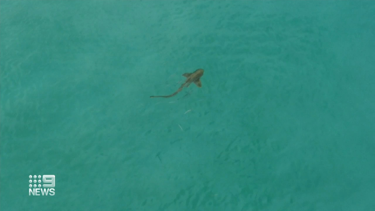 Beach-goers warned to be on the lookout for sharks as sightings are expected to increase along the gold coast
