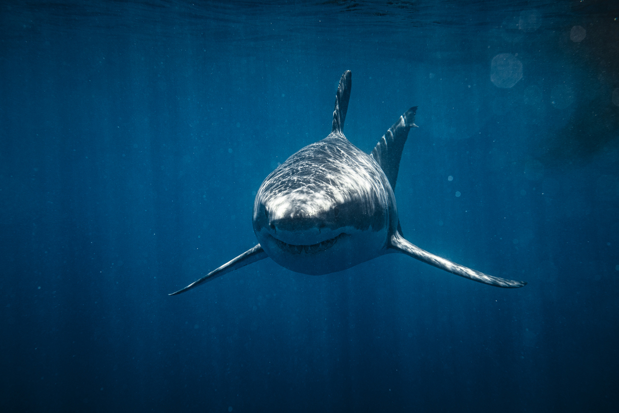 Shark nets to come down at 51 beaches across NSW