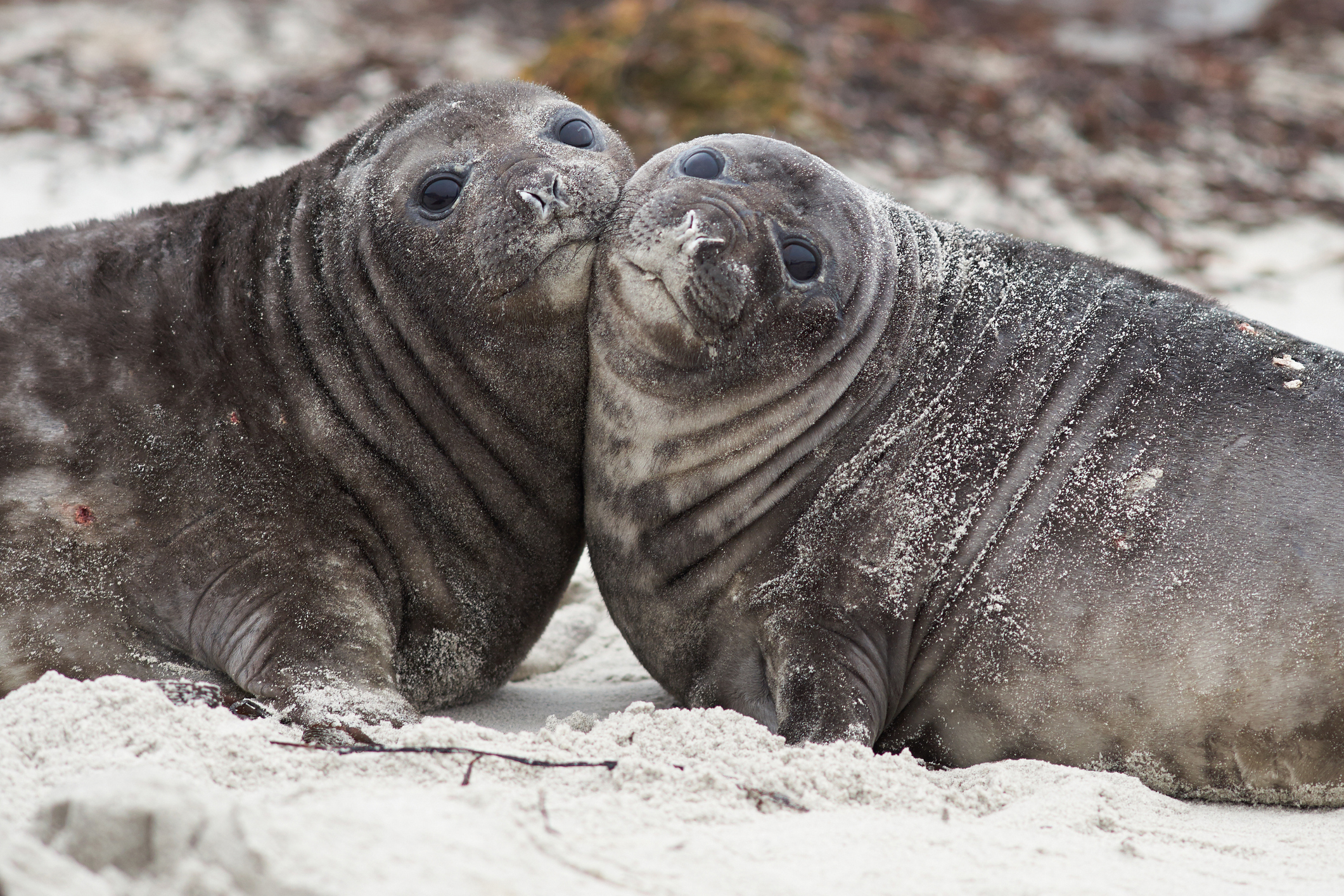 Elephant seals.