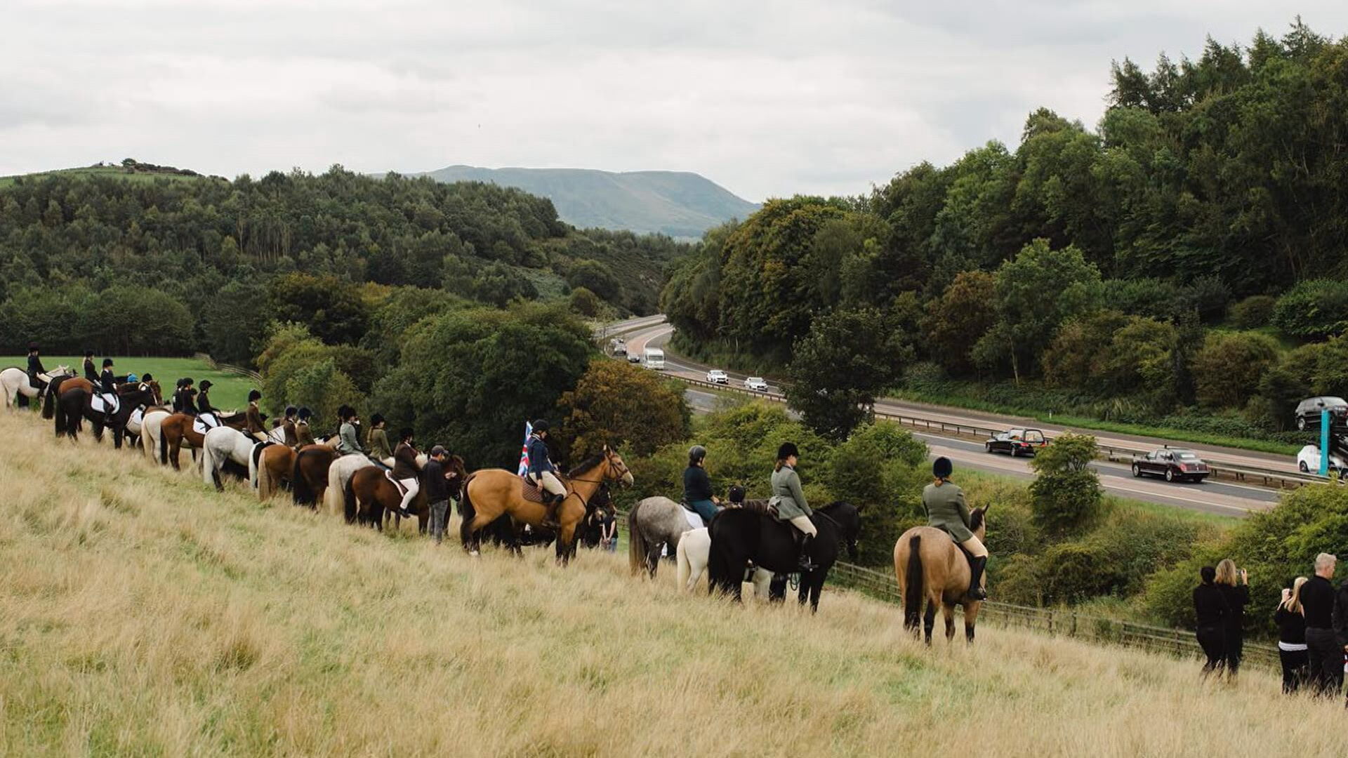 horses