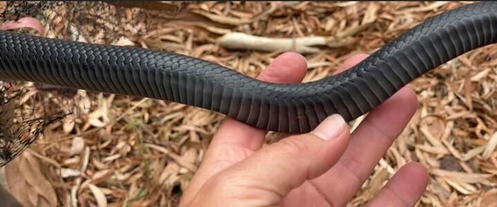 Black bellied Red Belly Black Snake