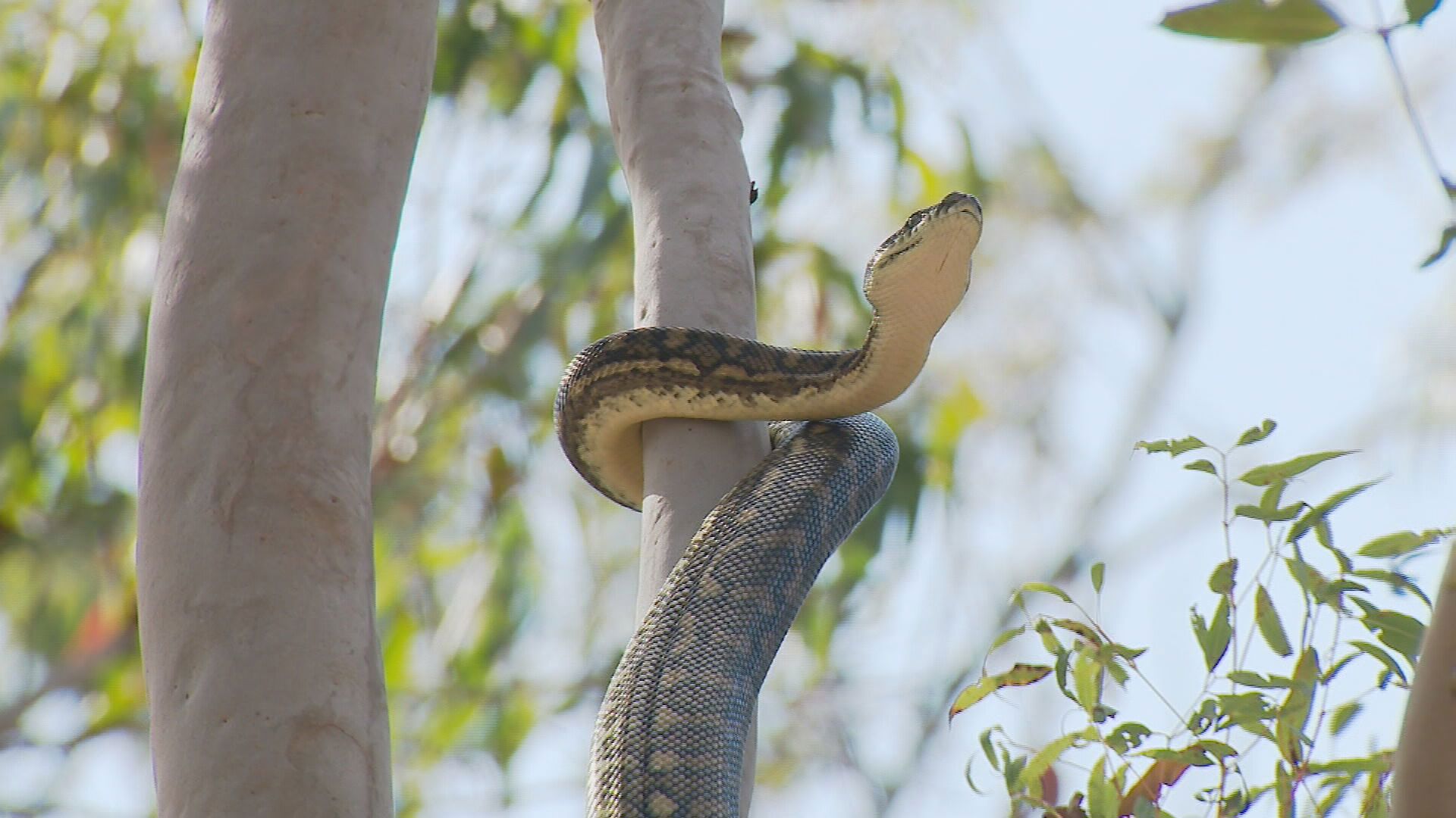 Snake bites in Australia are relatively common with about 3000 occurring annually but fatal bites are rare.