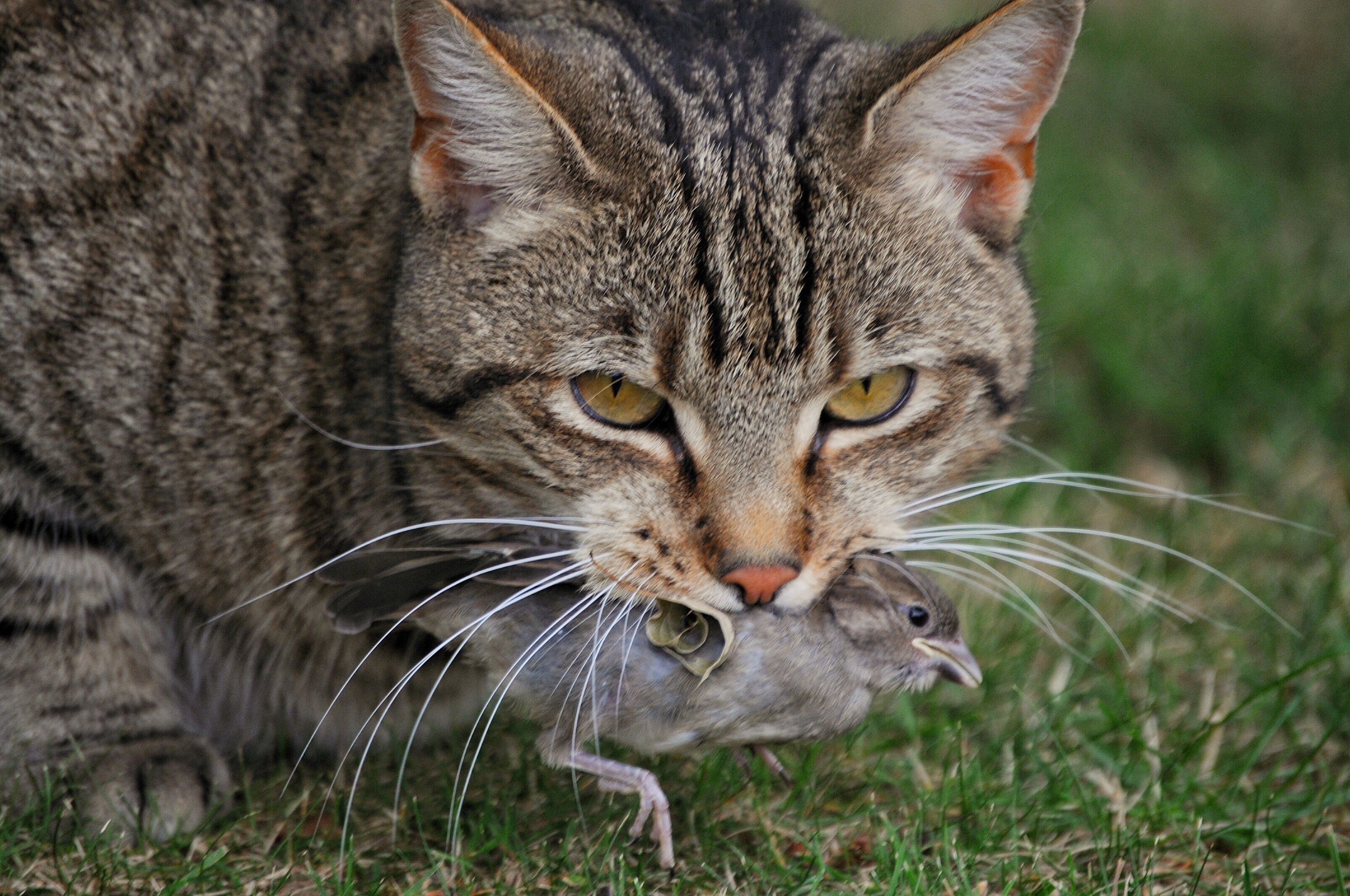 Cat holds a recently caught bird in its mouth.