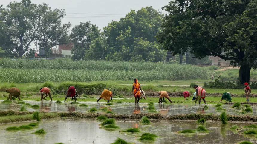 Farmers plant rice saplings in a waterlogged paddy field in Uttar Pradesh on July 12, 2025.