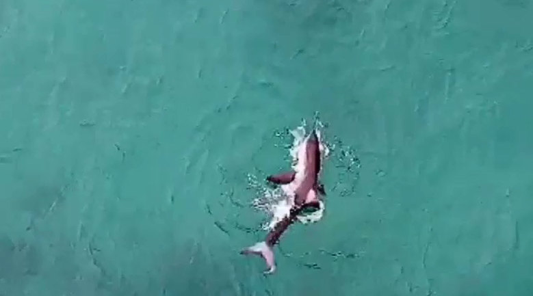 Bondi Beach shark sighting: Swimmers evacuated thanks to drone footage