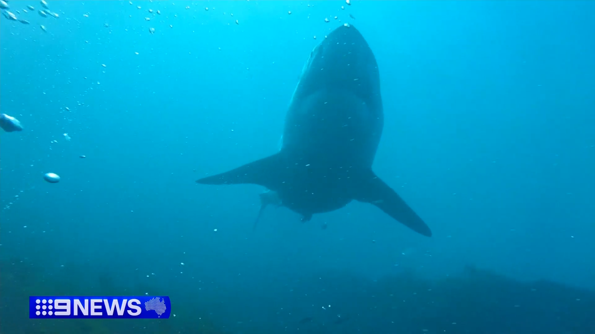 WA duo Andy Nelson and Tim Ryan were hunting for crays off Safety Bay, when they came dangerously close to a great white shark.