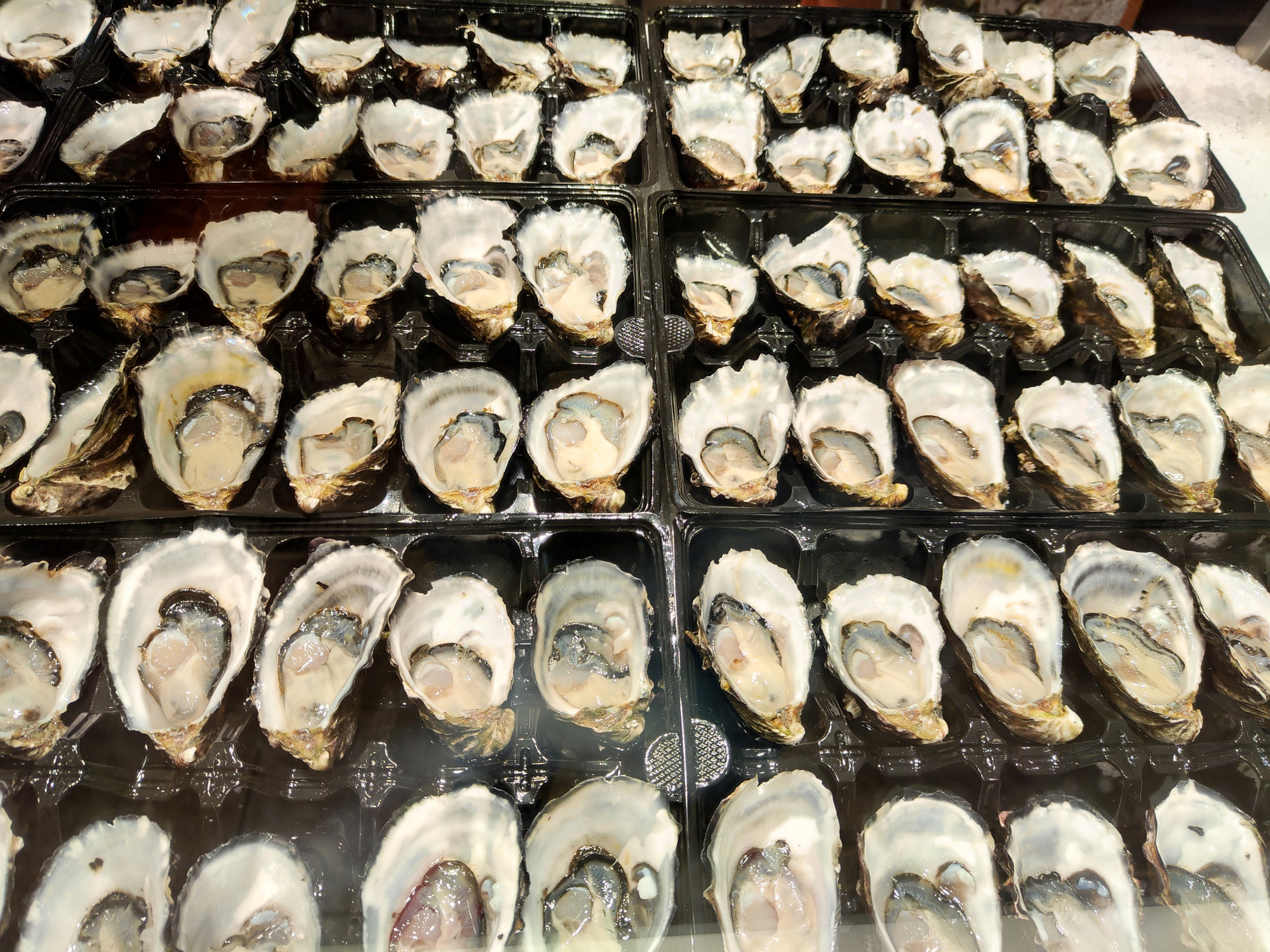 Fresh oysters on sale at the busy Sydney Fish Market, New South Wales, Australia. The market sits on the Blackwattle Bay foreshore in Pyrmont. It is the world's third largest fish market.