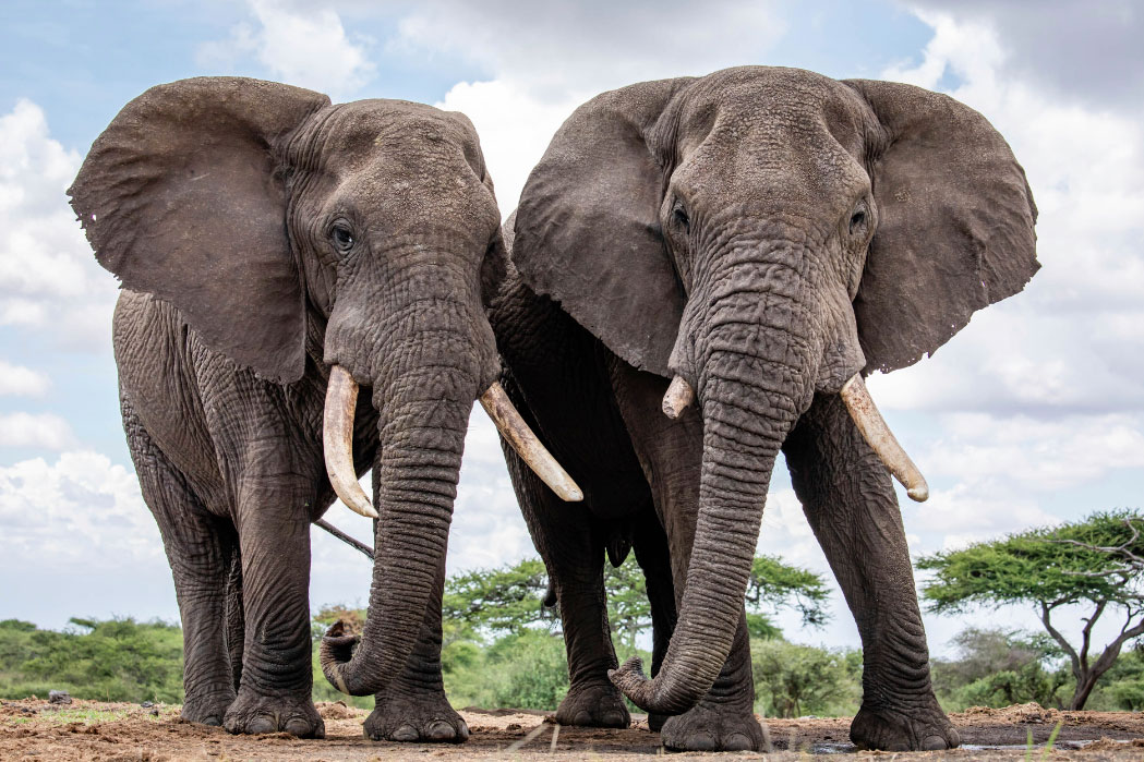 African elephants call each other by unique names: study