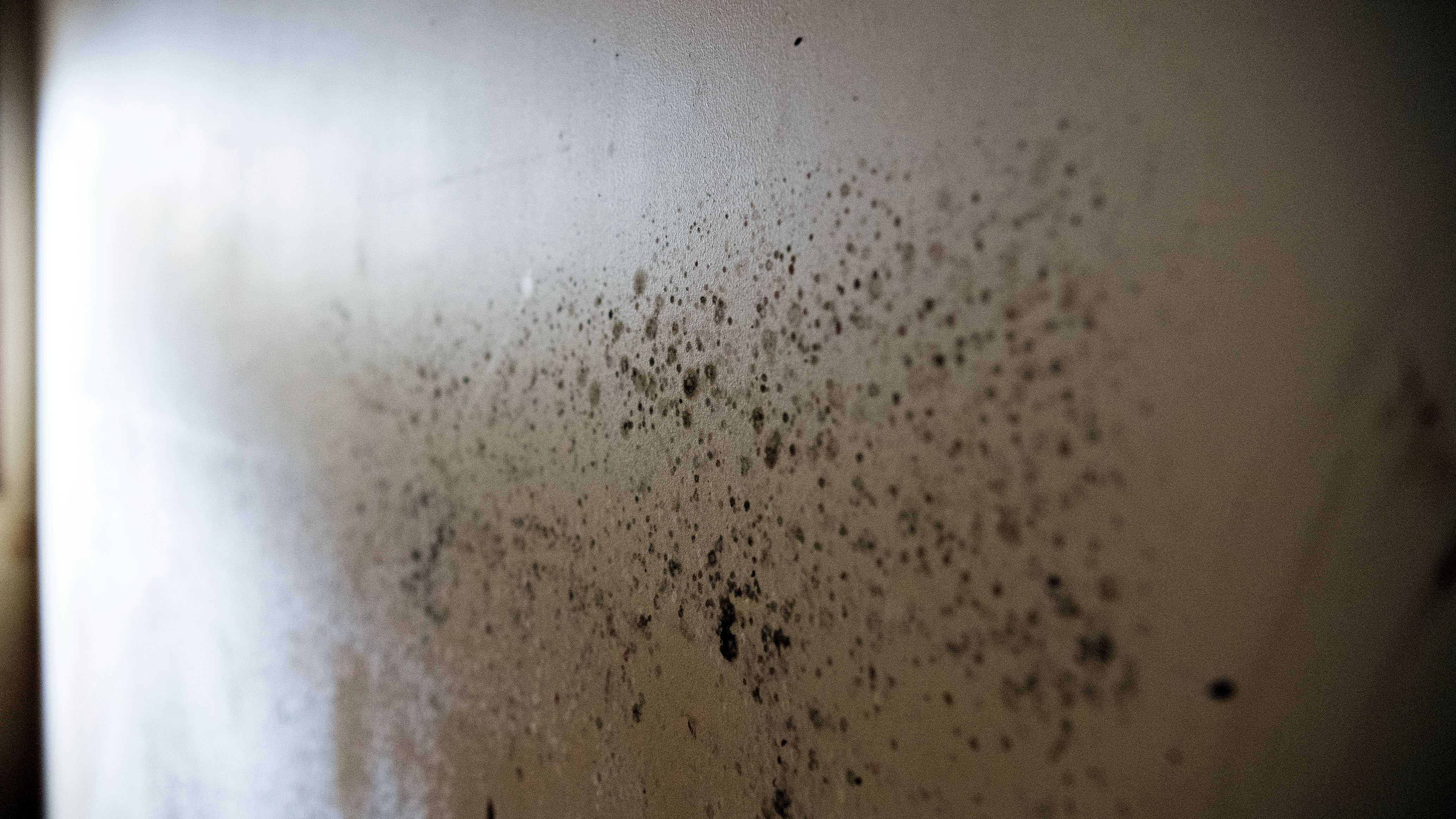 Mould in a flood-hit home in Coraki, northern NSW.