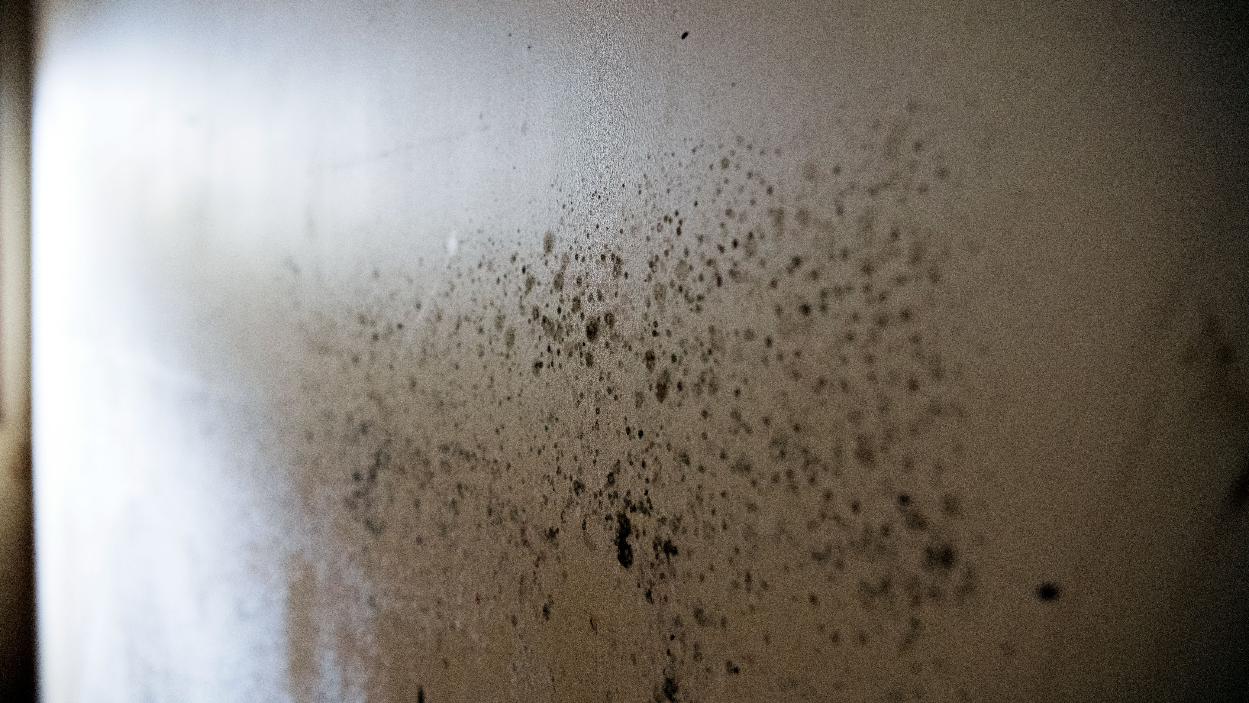 What to do when you find mould in your home explained: Rental rights, how  to clean and everything to know