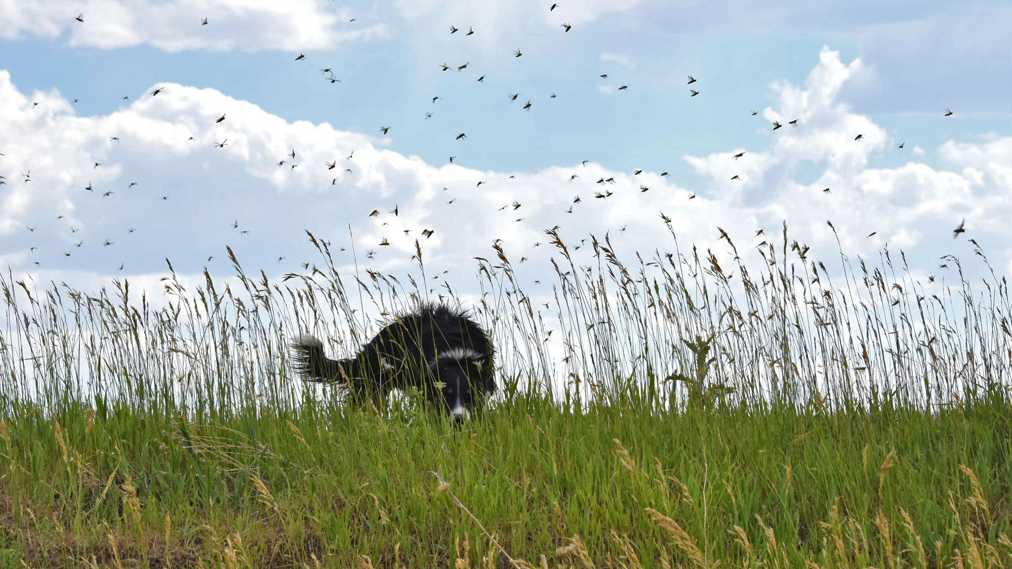 En esta foto proporcionada por la ranchera Diana Fillmore, los saltamontes pululan alrededor del perro de la ranchera Diana Fillmore en su tierra en Arock, Oregón.