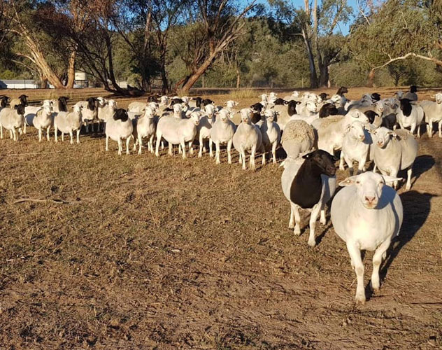 Photos taken on Cherilyn Lowe's sheep breeding property in Moonbi show the difference a month can make.