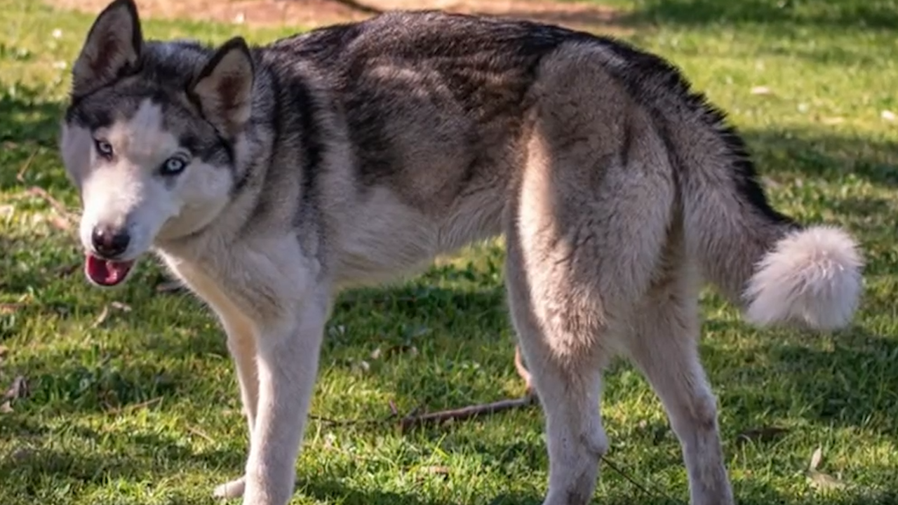 how much do northern inuit dogs cost