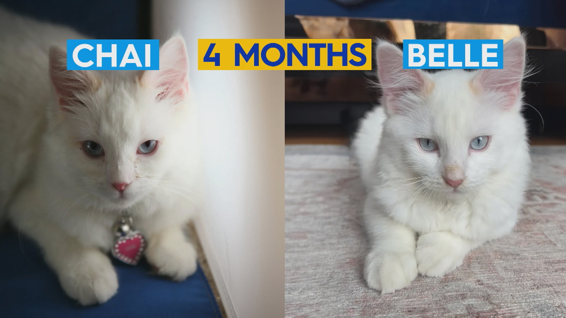 "Vale la pena": una mujer estadounidense gasta 38.000 dólares para clonar un gato muerto