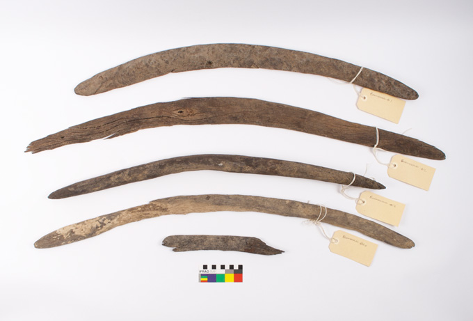 Four mostly complete boomerangs and one shaped wooden fragment were recovered near Innamincka in South Australia's far north east in the Yandruwandha Yawarrawarrka native title determination area. Photograph courtesy of the Yandruwandha Yawarrawarrka Traditional Land Owners Aboriginal Corporation. 