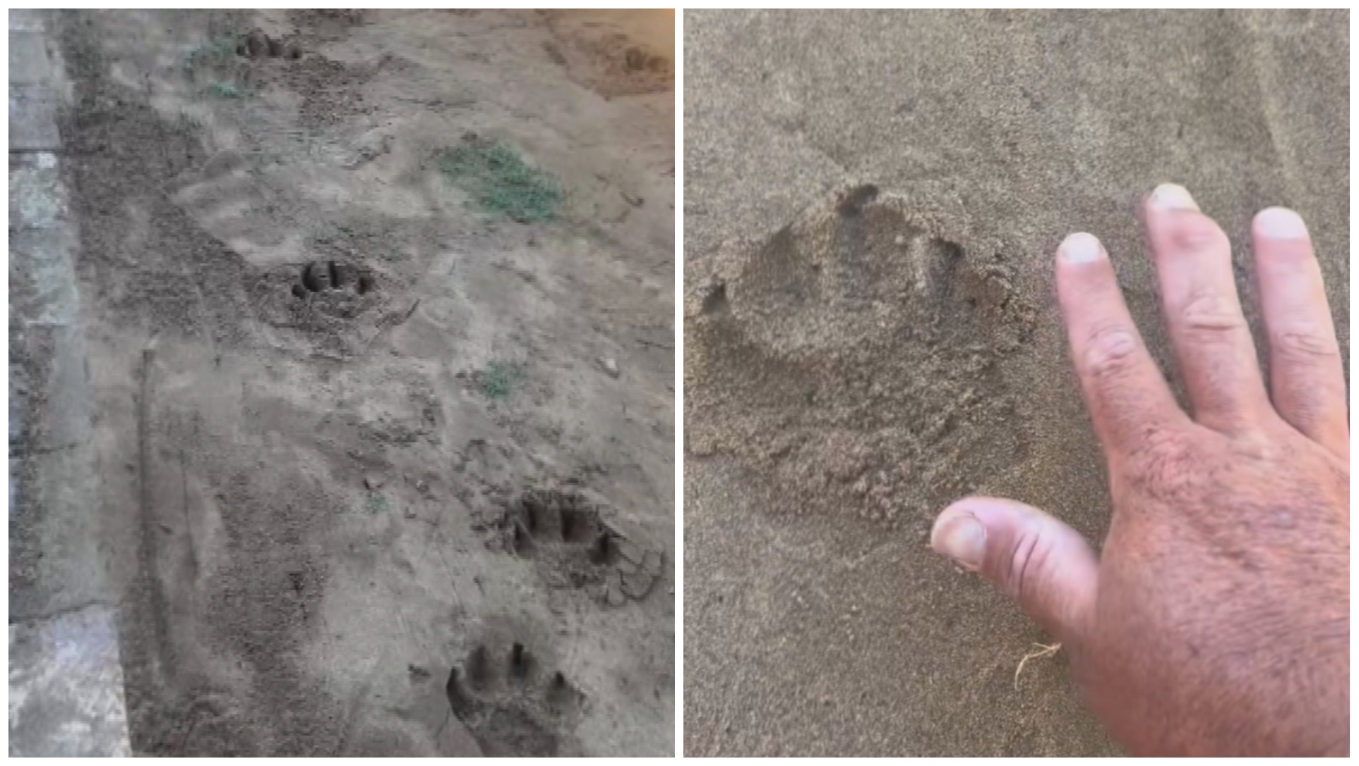Large paw prints found in NSW Blue Mountains. 