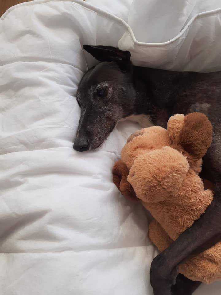 Yvette Colomb has started a petition to ban 1080 baits in Elsa's memory.