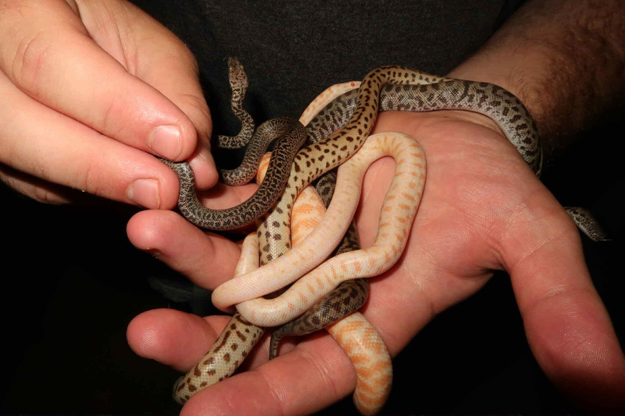 Jake Thomas mainly breeds spotted, Children's and Stimpson's pythons, pictured here.
