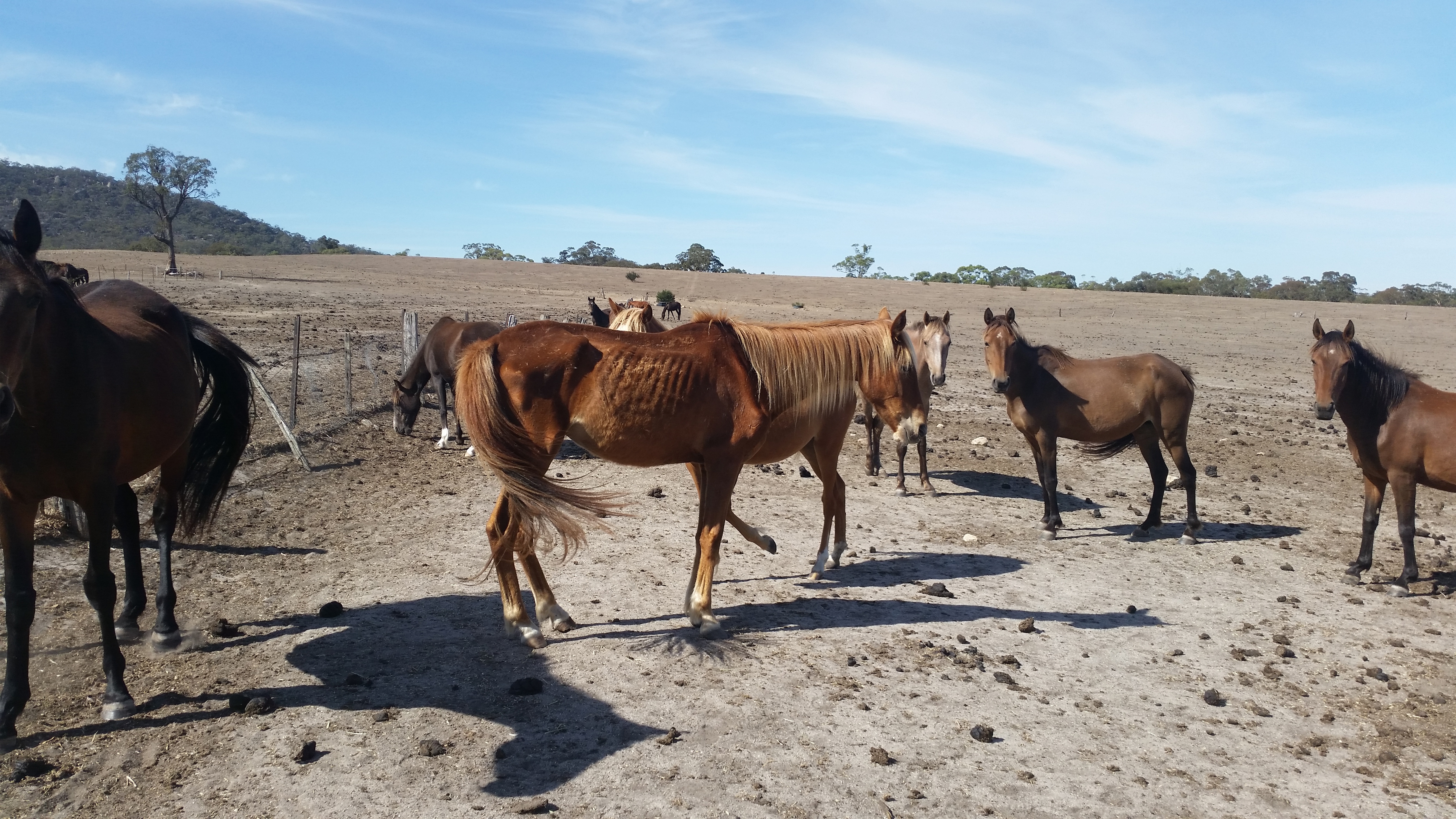 Horses found on serial animal cruelty offender's Ararat property.