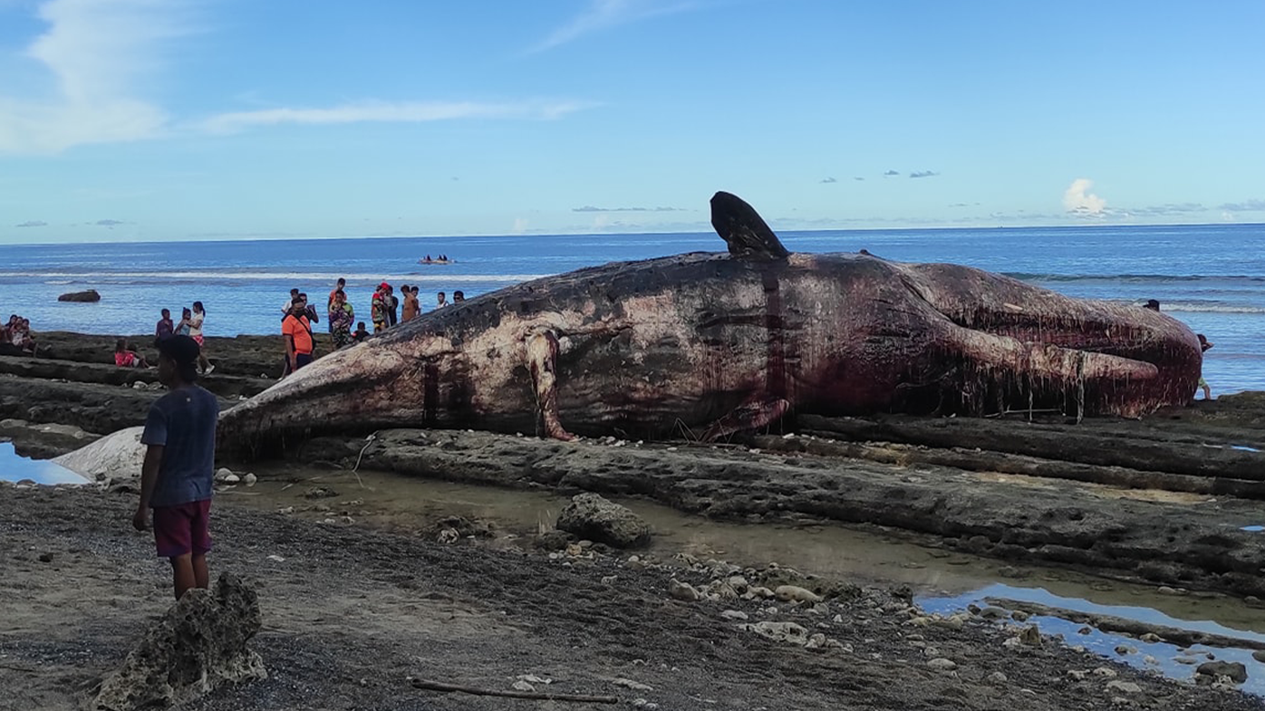 It's believed the eight-metre sperm whale was already dead when it washed ashore. 