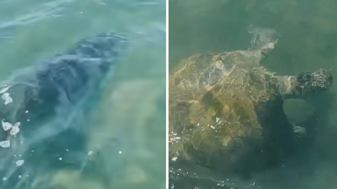 Shark news Australian paddleboard films terrifying encounter with