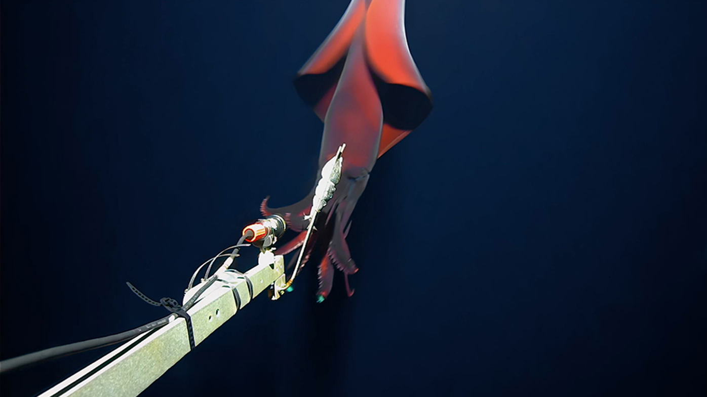 Squid attack