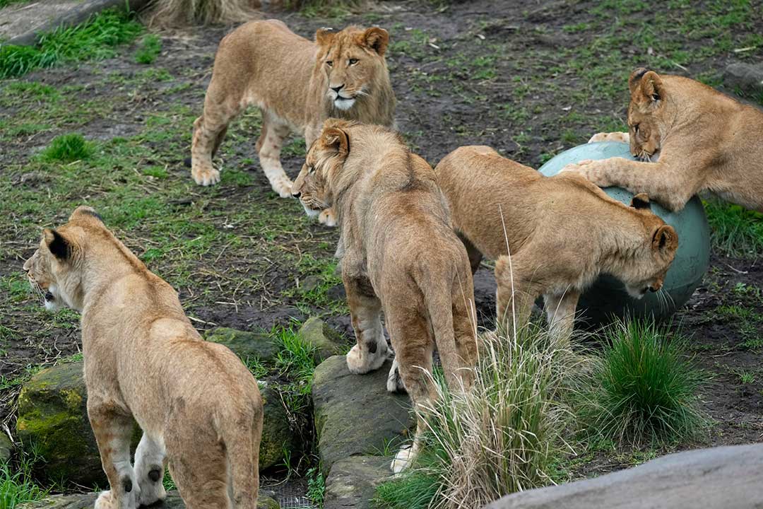 Five lions spent ten minutes out of their enclosure at Taronga Zoo.