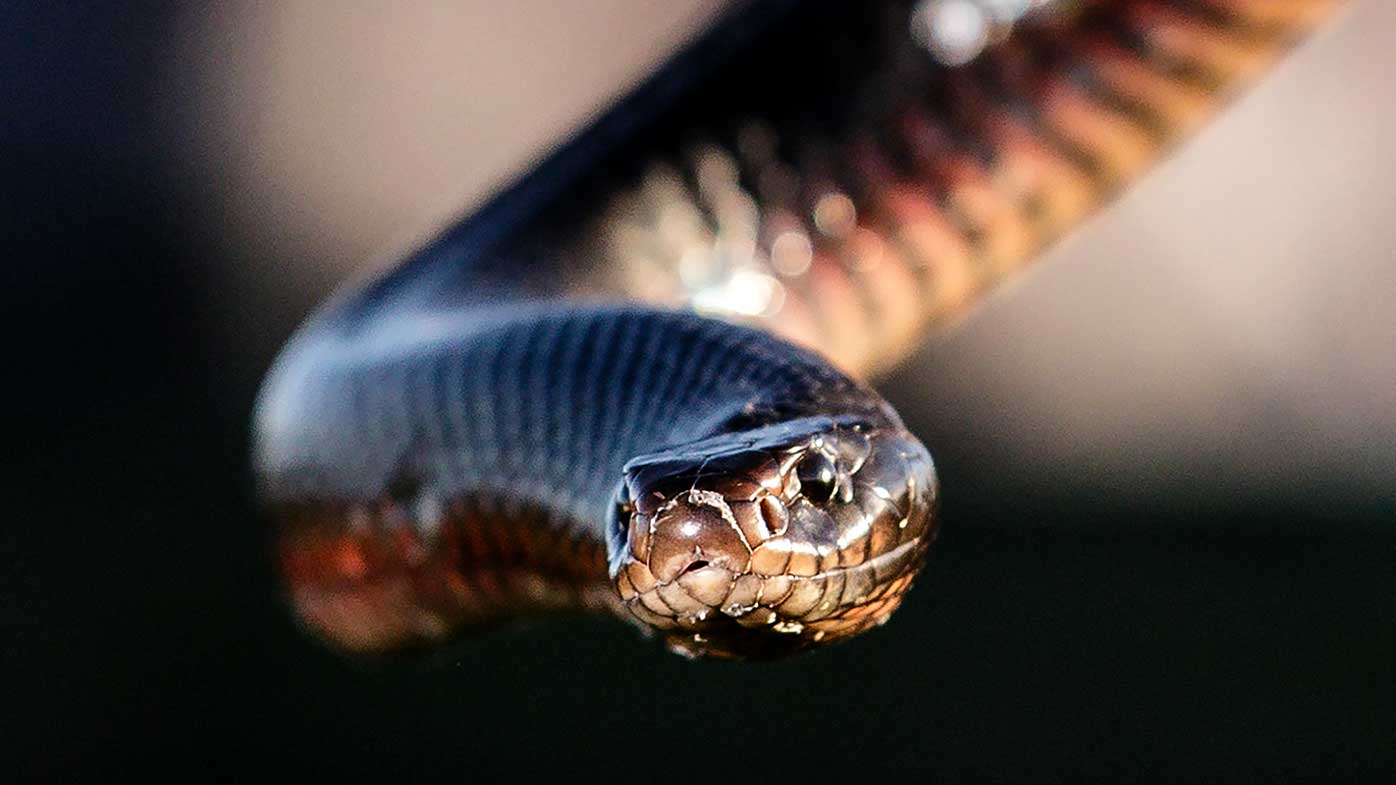 The common red-bellied black snake