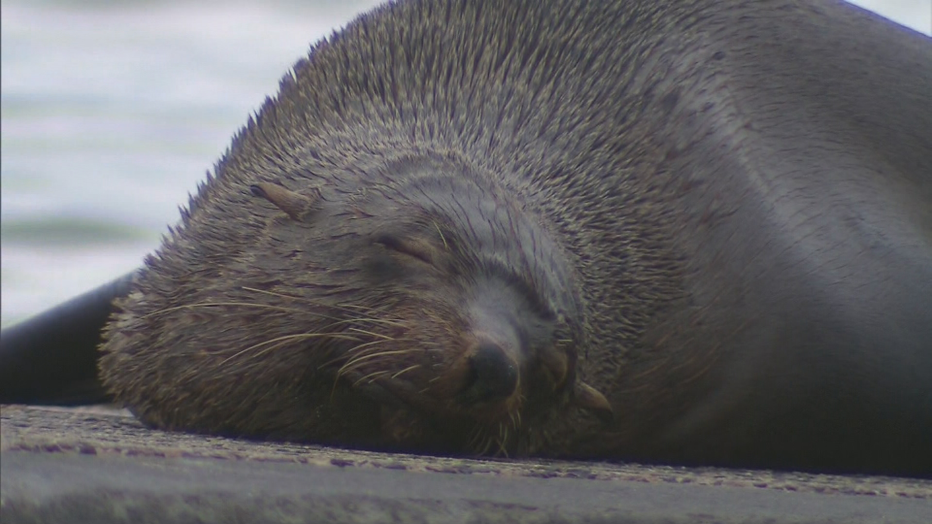 Victorian community divided by seal squatting on boat ramp.