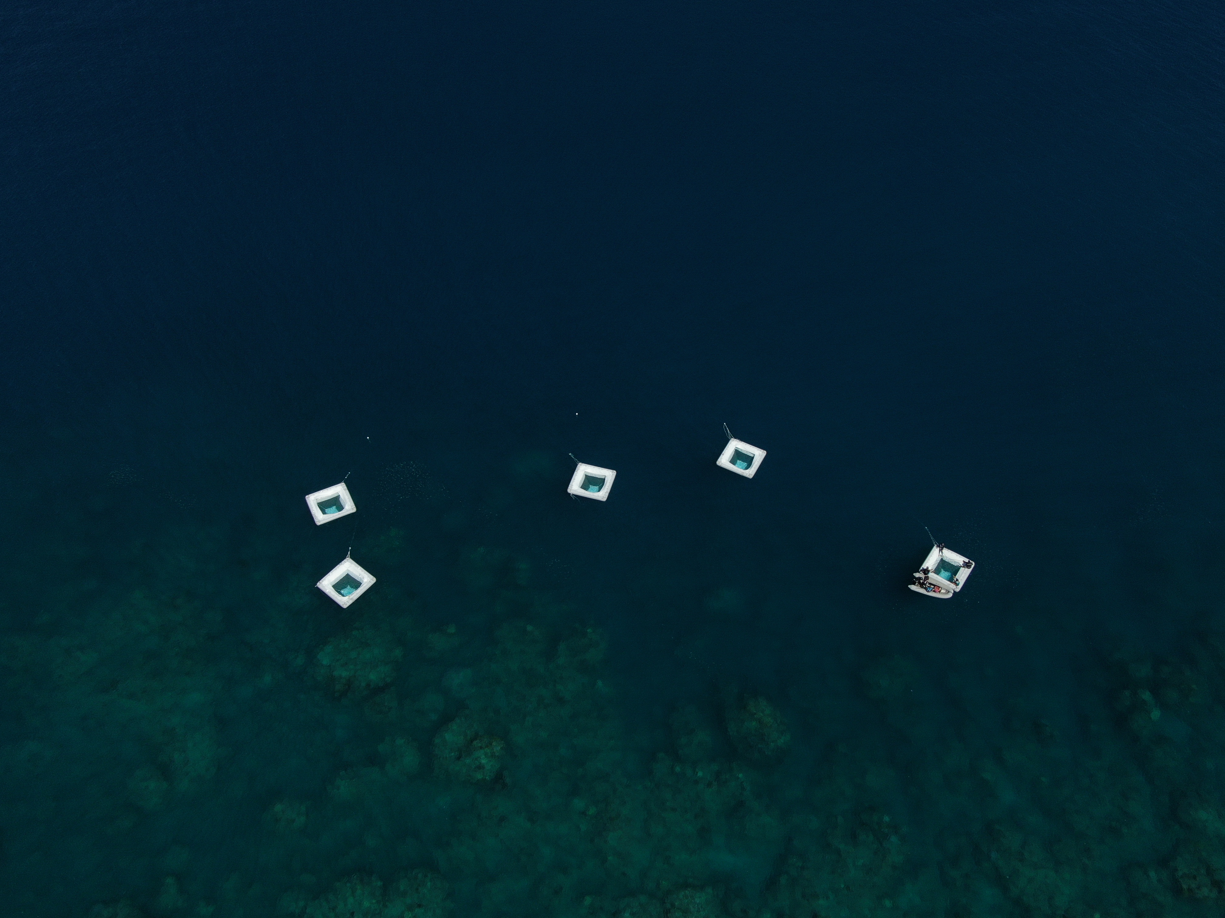 Coral spawn on Great Barrier Reef after the blood moon.