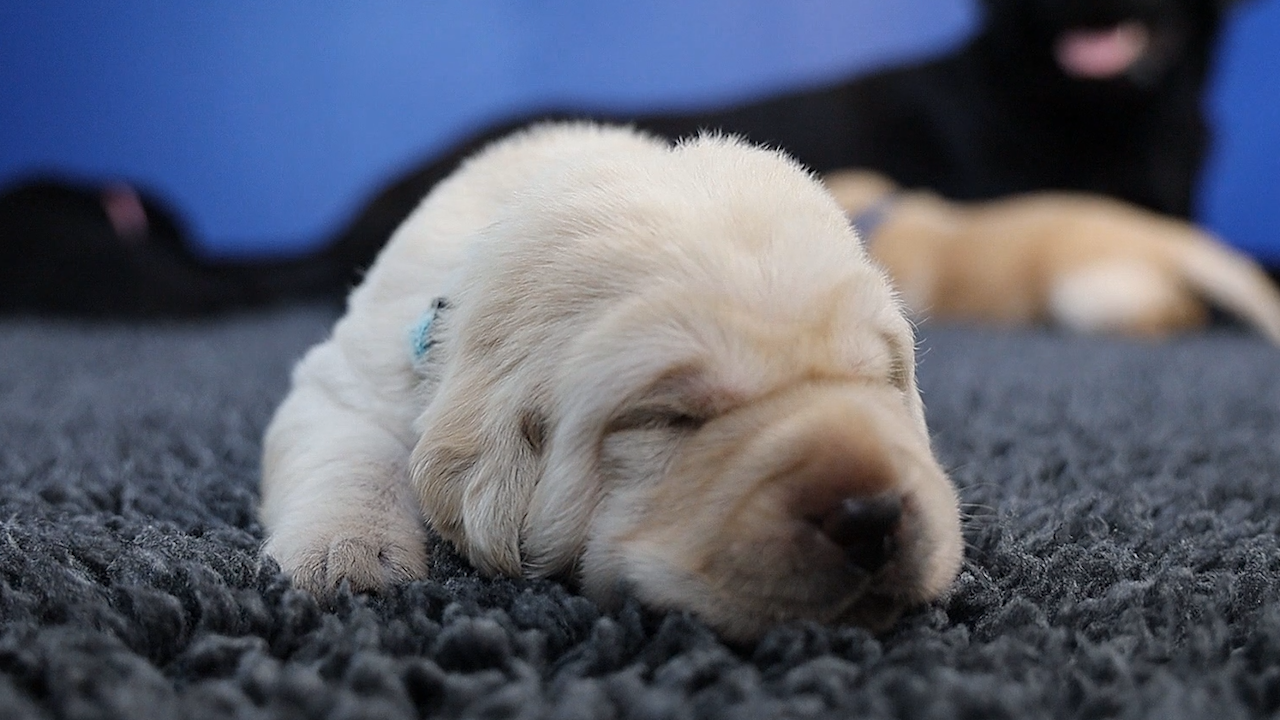 Guide Dogs Australia welcomes new litter of pups