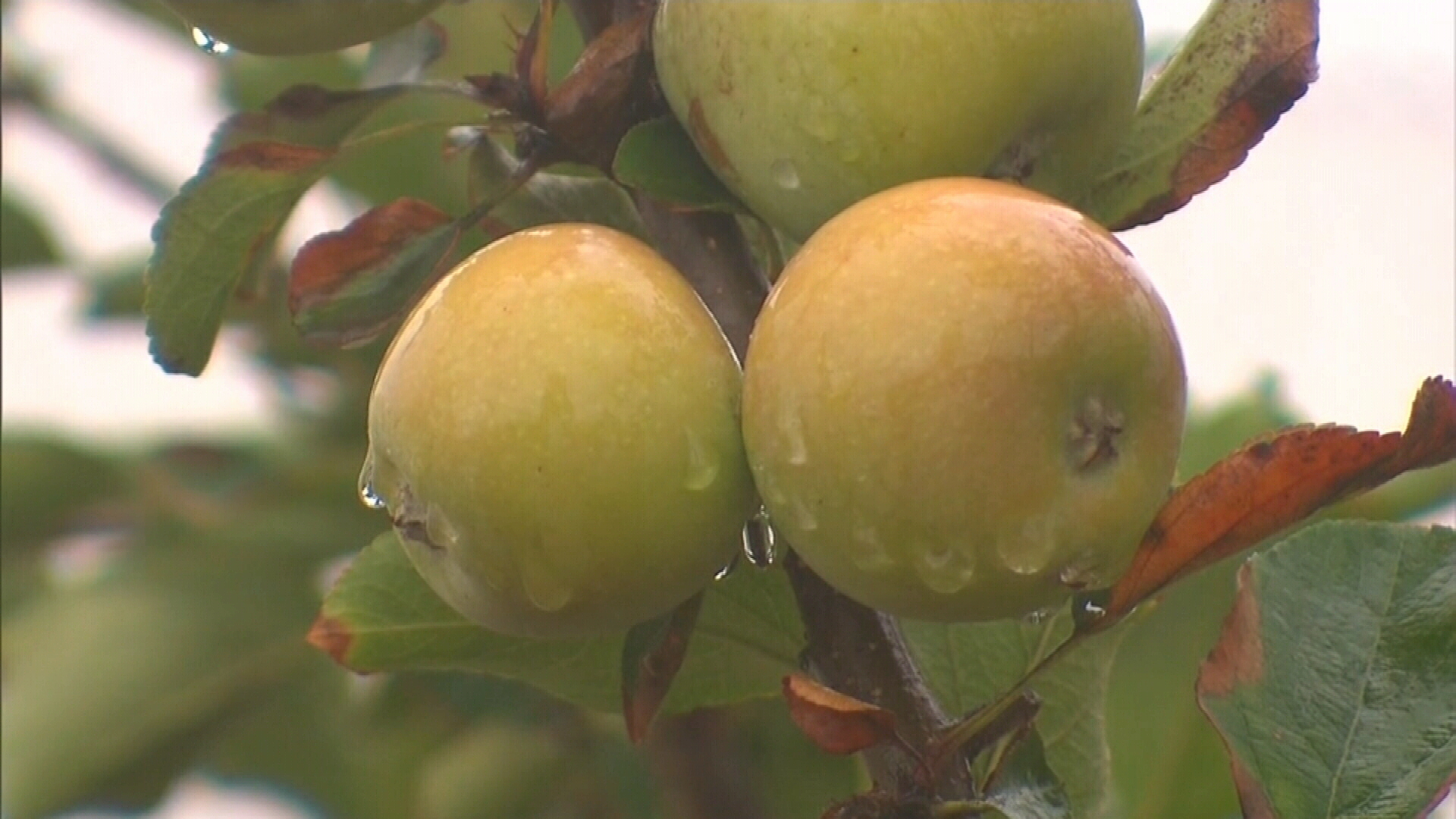 Many apple orchards in the area were destroyed in the fires, but some survived.