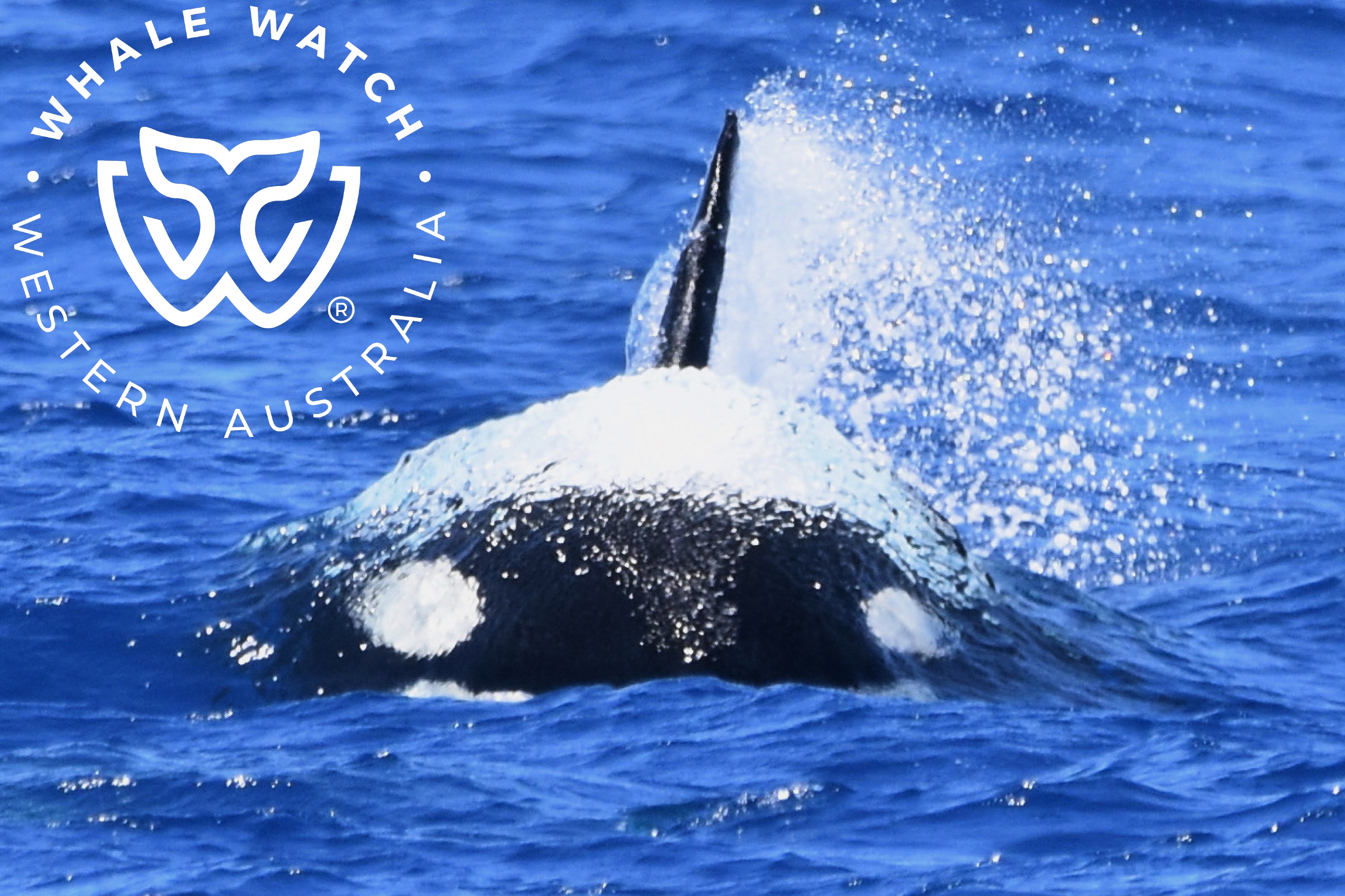 A pod of orcas were seen hunting a blue whale off Bremer Bay, WA.