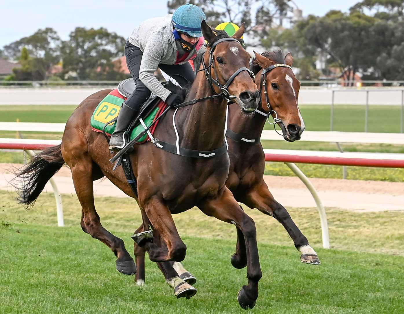 Melbourne Cup horses 2020 Shane Crawford's tips, mug punting guide