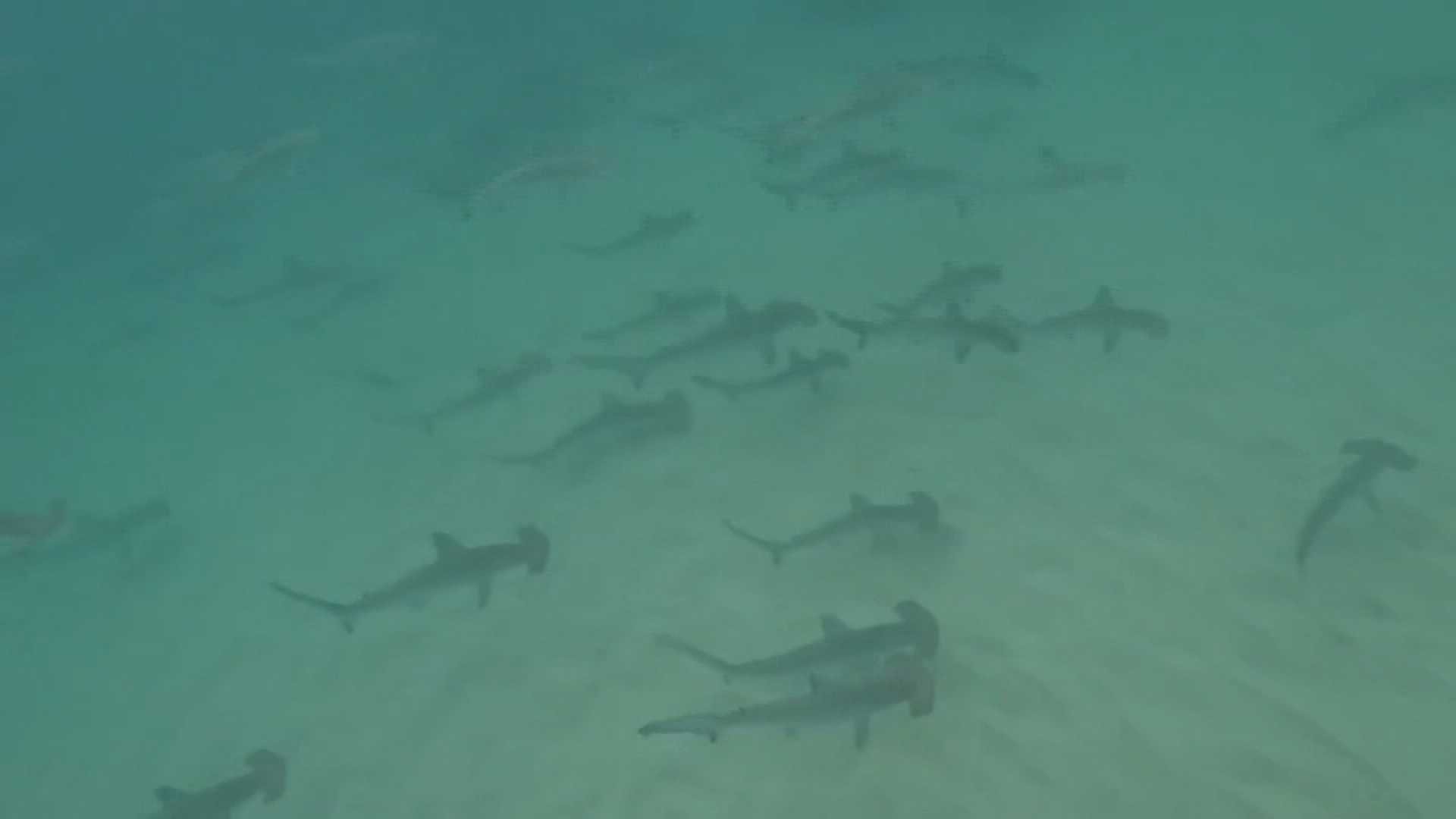 'Lucky' Gold Coast locals enjoy impromptu swim with sharks