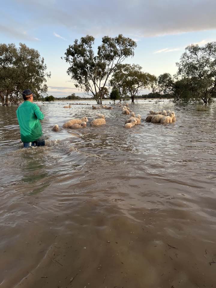 Sheep herded through floodwater in Nyngan, NSW.